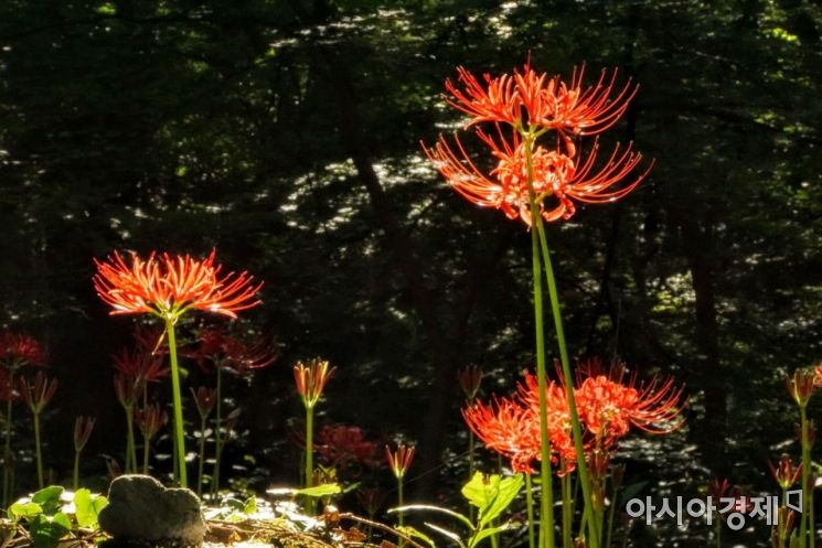 [포토] 고창 선운사 길목에 만개한 ‘꽃무릇’