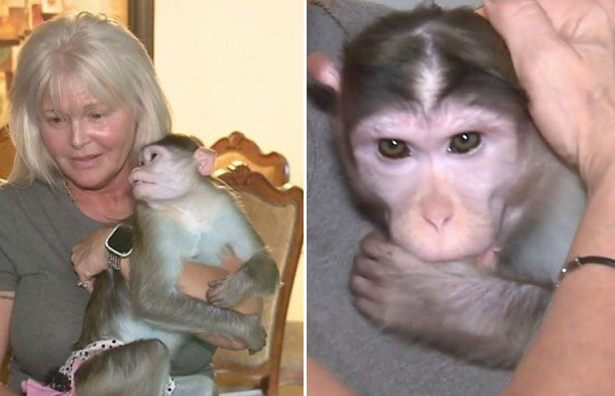 원숭이도 반려동물이 될 수 있을까, 원숭이 3마리와 사는 美 여성