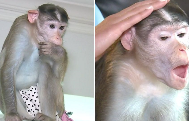 원숭이도 반려동물이 될 수 있을까, 원숭이 3마리와 사는 美 여성
