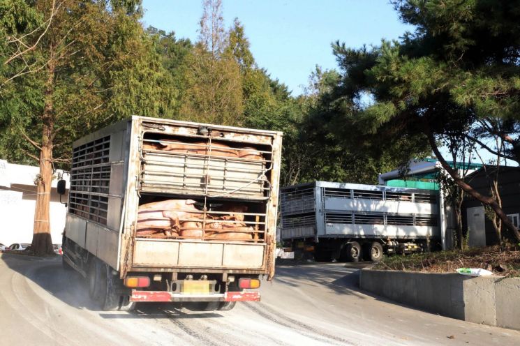 돼지 이동중지 해제…돼지열병 출입차량 경북ㆍ전남까지 이동