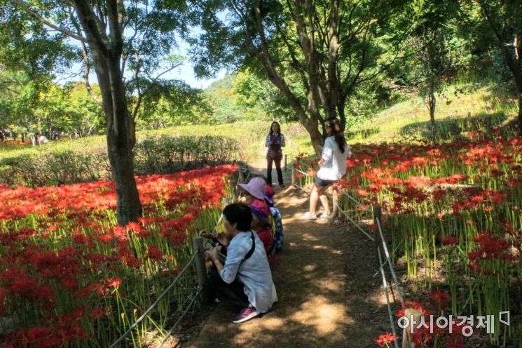 [포토] 영광불갑산 상사화축제 구경하는 관광객