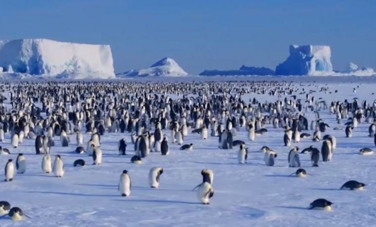 [과학을읽다]'남극 vs. 북극'…더 추운 곳은 어디?