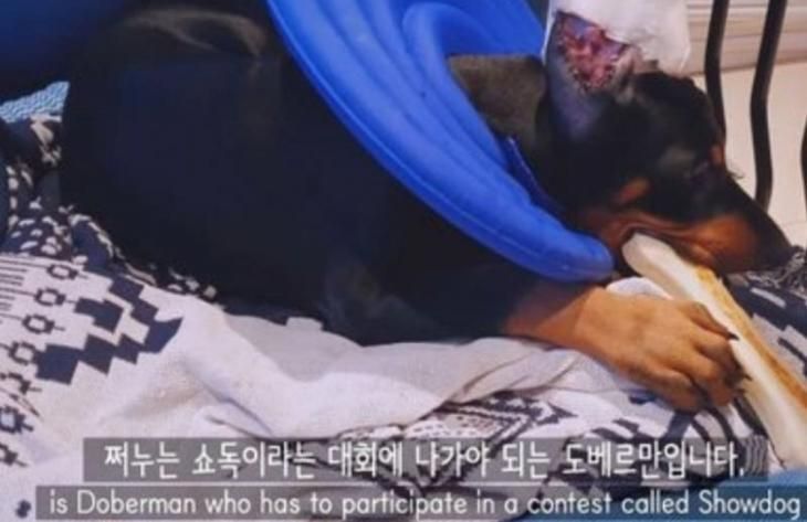 "강아지 단이·단미수술 불필요한 고통" 인간 위한 수술, 꼭 해야 하나요