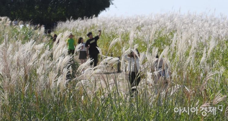 [포토] 억새밭에서 만끽하는 가을