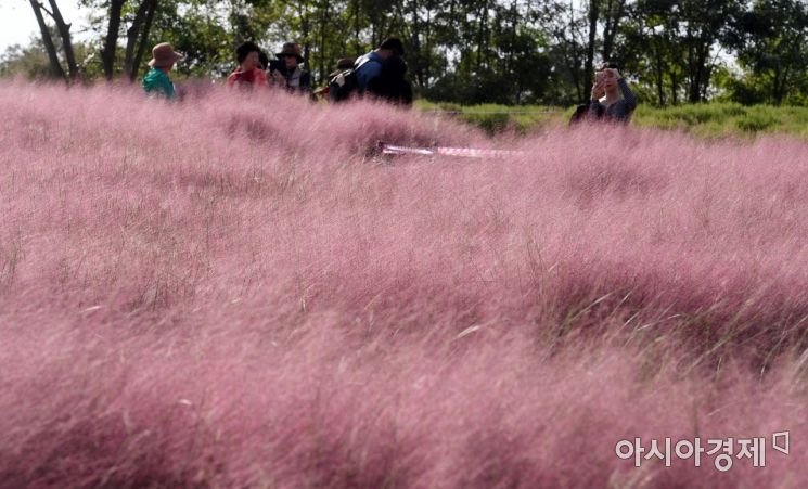 [포토] 핑크뮬리 핀 하늘공원