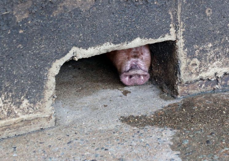춘천 돼지농장 화재 2시간 만에 진화… 돼지 2000마리 숨져