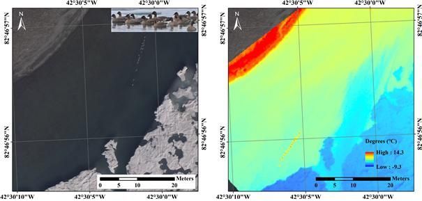 북그린란드 해안가에서 촬영한 가시광선 영상(왼쪽)과 적외선 영상(온른쪽)에서 모두 분홍발기러기 16마리를 식별할 수 있다.