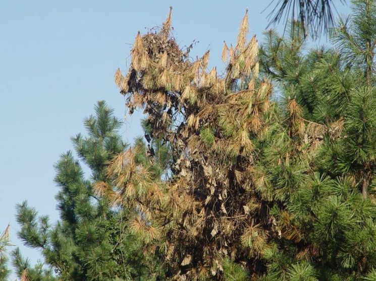 소나무재선충병에 감염돼 고사해 가고 있는 소나무. 국립산림과학원 제공