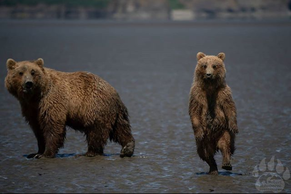 미국 몬태나 주 보즈만 출신의 사진작가 로버트 호손(21)이 지난 7월 미국 알래스카 카트마이 국립공원에서 포착한 춤추는 새끼 곰의 모습/사진=로버트 호손 인스타그램 캡처