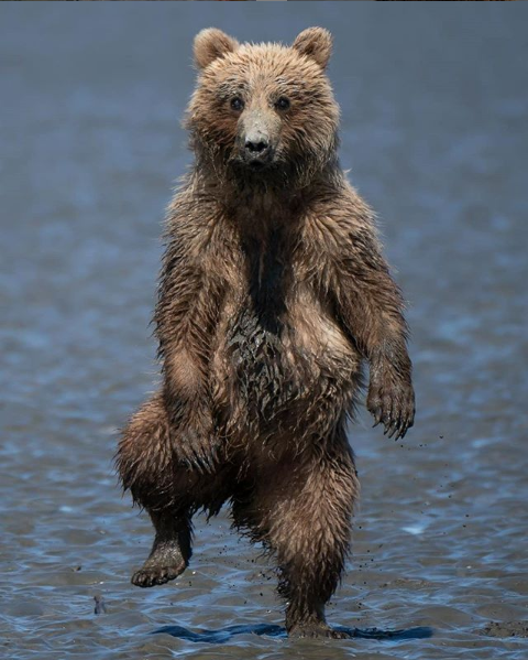 '정글북 실사판' 알래스카 국립공원서 춤추는 아기 곰 포착