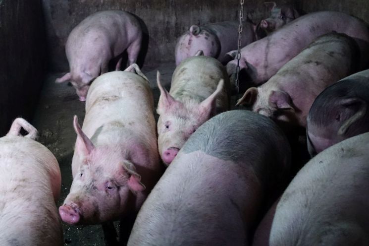 블룸버그 "中, 미국산 돼지고기 수입 10만t 늘릴 듯"