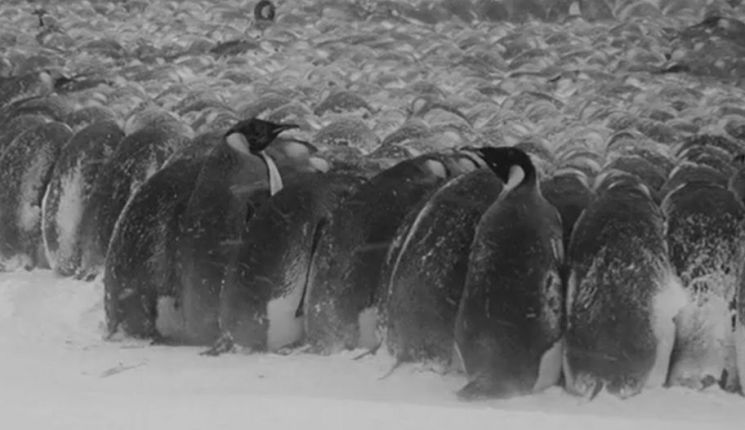 [과학을읽다]펭귄이 남극의 혹한을 견디는 비결