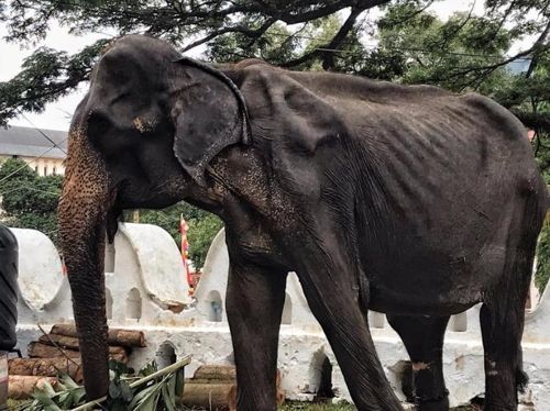 비쩍 마른 몸으로 퍼레이드하던 스리랑카 코끼리의 안타까운 죽음
