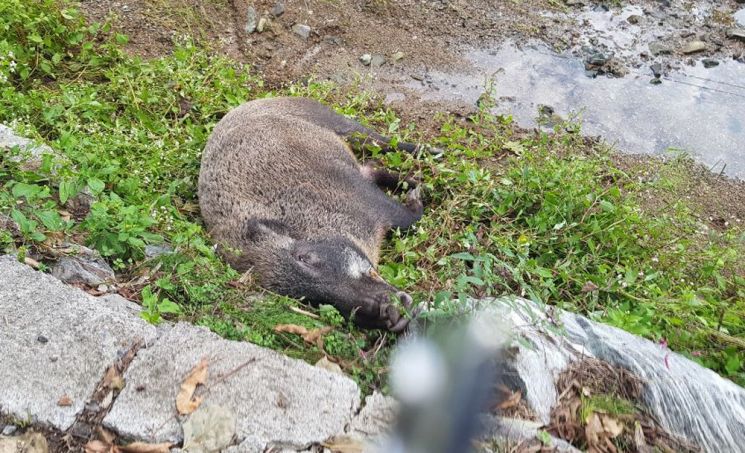 26일 울산 울주군 온양읍 주택에서 발견된 죽은 멧돼지 (사진=연합뉴스)