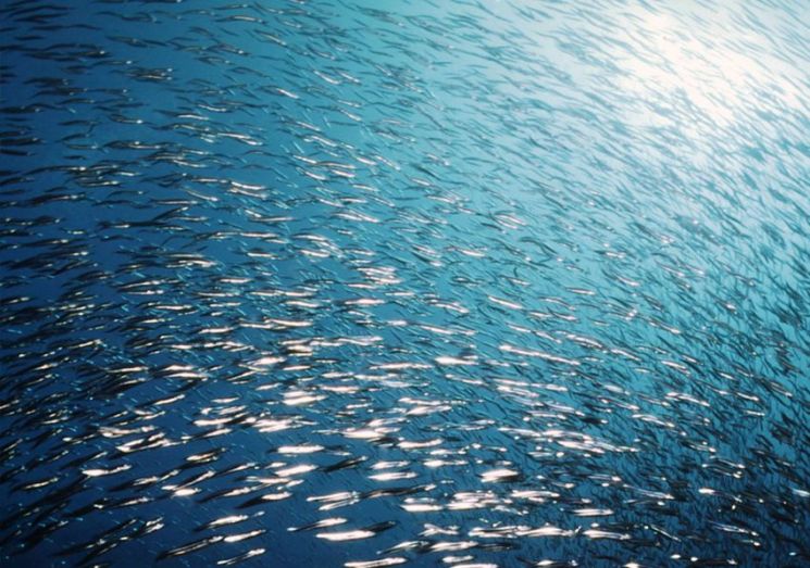 작년 어업생산량 371만t…4년 만에 감소