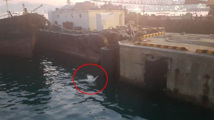 부산 앞바다서 사람 공격하는 '청새리상어' 죽은 채 발견