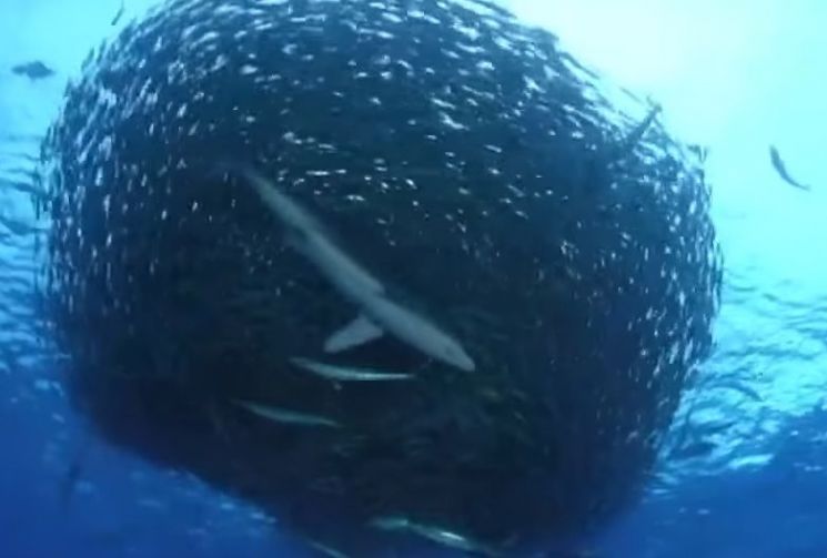 [과학을읽다]물고기가 떼로 헤엄치는 이유