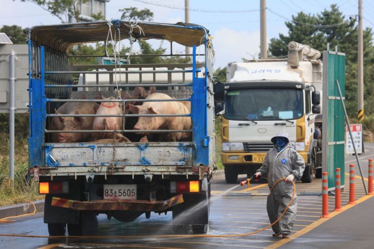 아프리카 돼지열병 10번째 확진…주춤하던 경매가 다시 오를까