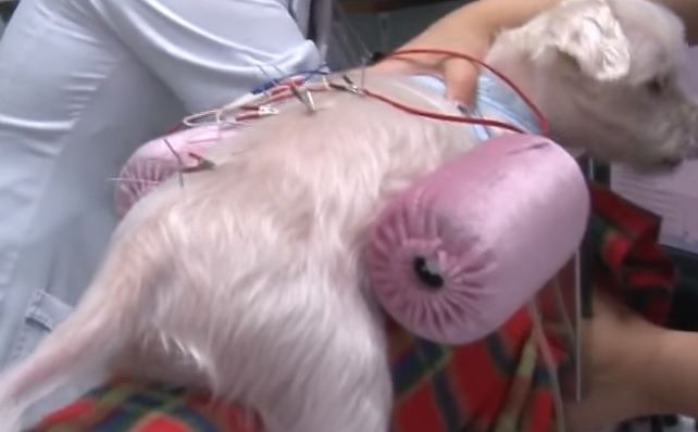 침 치료를 받는 반려동물. 반려동물의 질병을 치료하기 위한 치료비 부담도 적지 않습니다. [사진=유튜브 화면캡처]