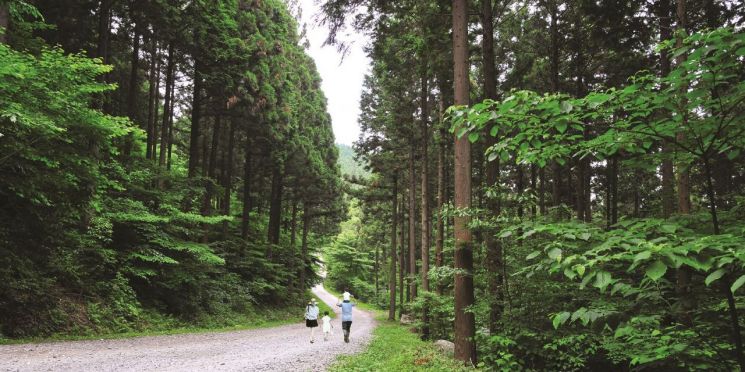 장성군, 5일 ‘축령산 힐링관광 선포식’ 개최