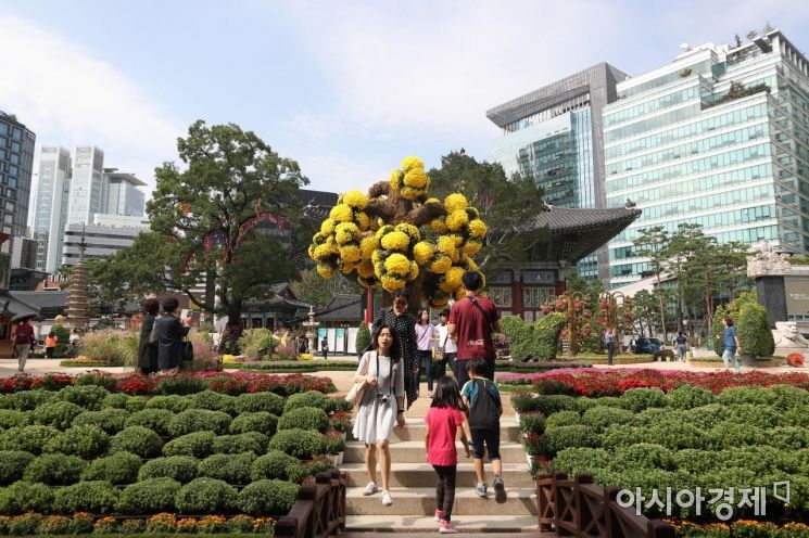 [포토]국화향 그윽한 조계사 