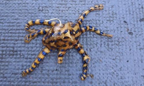 '청산가리 10배 독성' 남해서 파란고리문어 첫 발견