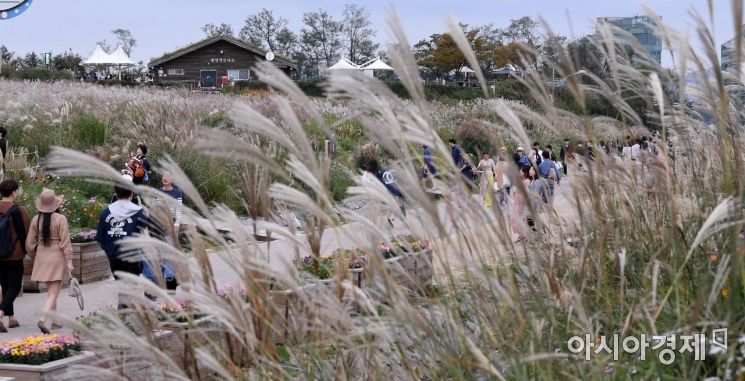 [포토] 가을가을한 하늘공원