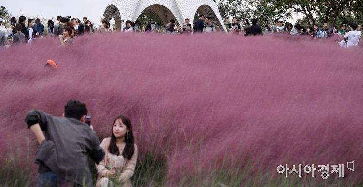 [포토] 인파로 붐비는 핑크뮬리밭
