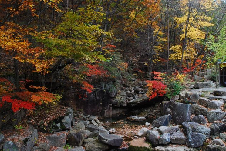 충북 단양군 ‘황정산 바위 꽃 숲’…산림청, 이달의 명품 숲 선정