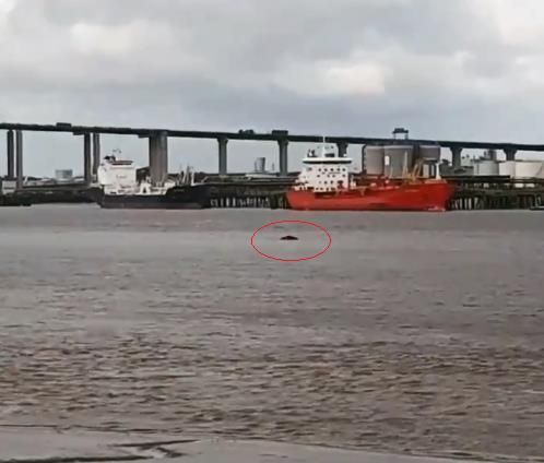 템스강에 모습을 드러낸 혹등고래 / 사진=BDMLR 트위터 캡처