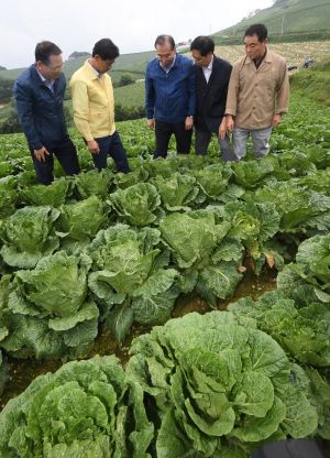 배춧값 상승세 잠시 주춤…김장철 金배추 전망은 여전