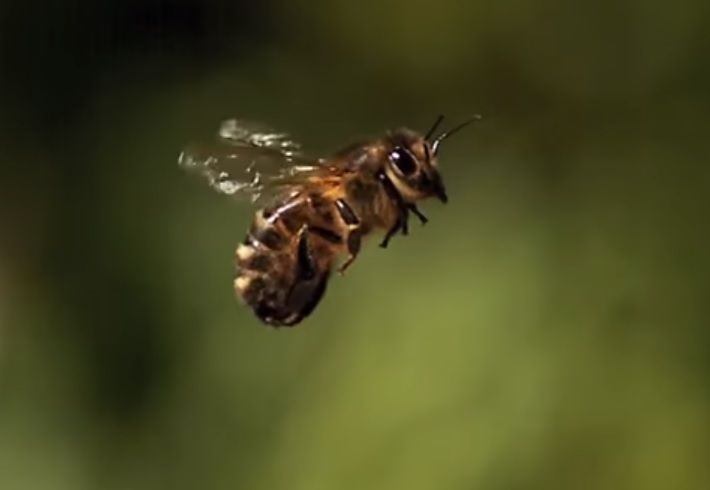 꿀벌들은 헬기처럼 수직 이착륙이 자유롭고, 위아래, 전후좌우의 장애물도 여유롭게 피해 다닙니다. 이런 꿀벌들의 비행 비결은 무엇일까요? [사진=유튜브 화면캡처]