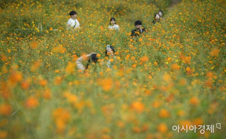 [포토] 노랑 코스모스길에서 만끽하는 가을