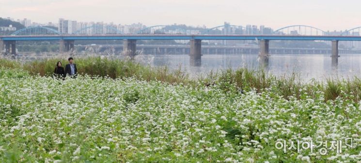 [포토]도심 속 메밀꽃밭 