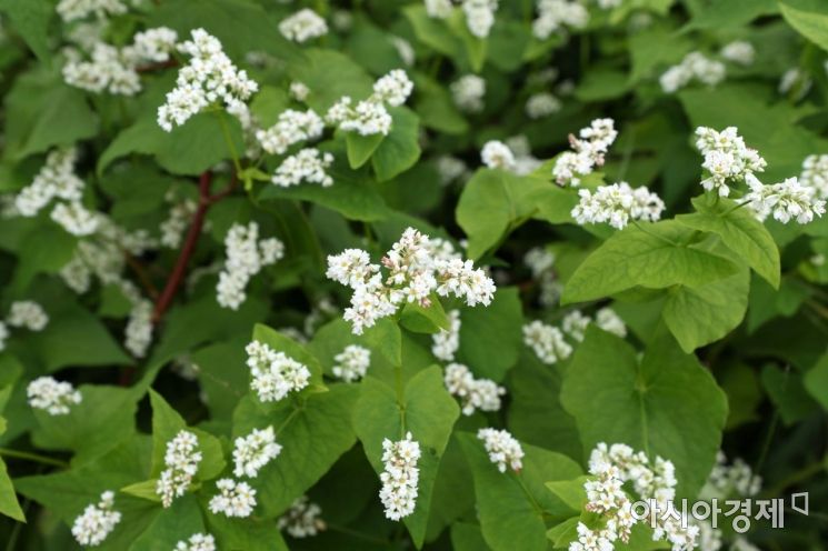 [포토]메밀꽃 활짝 