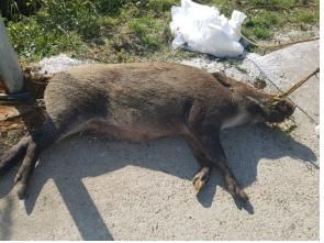 파주 민통선 야생 멧돼지서 ASF 검출…전국 34번째 확진