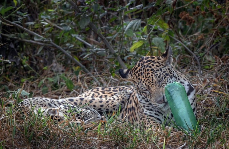 야생동물 가이드 겸 사진작가인 폴 골드스타인(Paul Goldstein)이 브라질 판타날 보존지구(Pantanal)에서 포착한 플라스틱 병을 가지고 노는 야생 재규어의 모습/사진=영국 데일리메일 화면 캡처