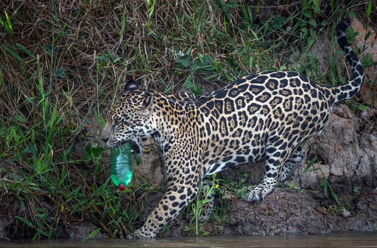 야생동물 가이드 겸 사진작가인 폴 골드스타인(Paul Goldstein)이 브라질 판타날 보존지구(Pantanal)에서 포착한 플라스틱 병을 가지고 노는 야생 재규어의 모습/사진=영국 데일리메일 화면 캡처