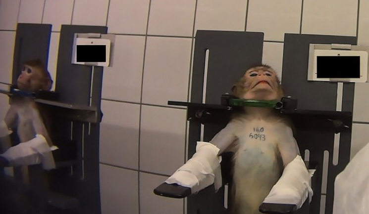 원숭이 목에 자물쇠 채우고…독일 동물권 단체, 비윤리 임상시험 영상 공개