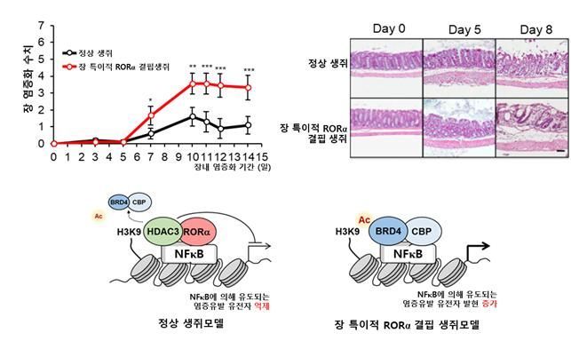 장 내에서의 '알오알 알파' 생리적 기전 규명
