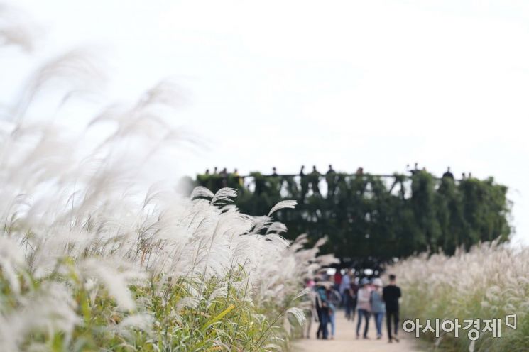 [포토]은빛 가을에 취하다 