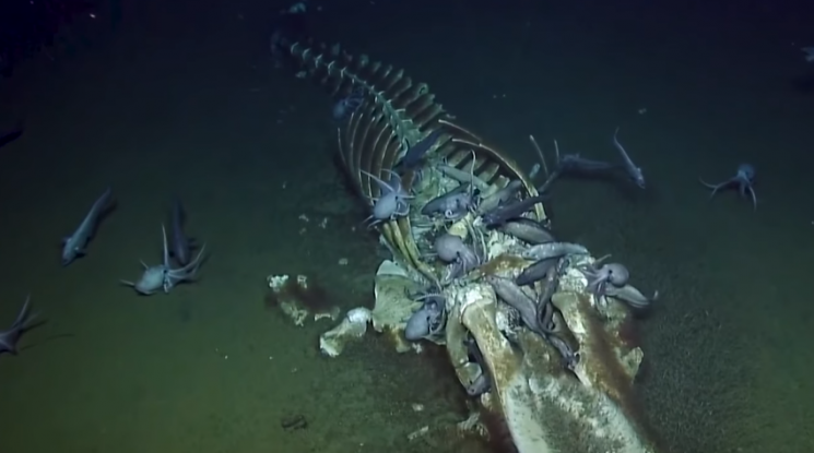 해저 생물들이 고래 사체를 먹어치우는 장면이 포착됐다/사진=노틸러스 유튜브 화면 캡처