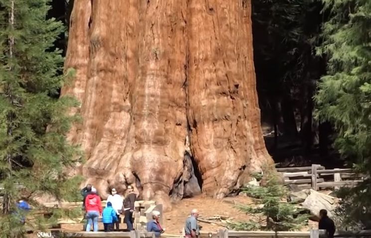 미국 캘리포니아 세쿼이아 국립공원에 있는 '제너럴 셔먼 트리' [사진=유튜브 화면캡처]