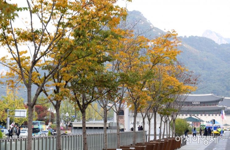[포토]가을 찾아온 광화문광장 