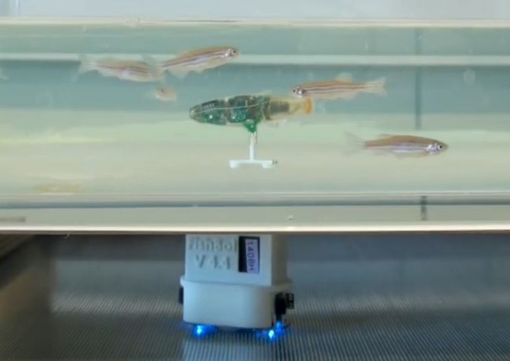 다른 물고기와 비슷한 행동을 하면서 무리에 포함되는 로봇물고기 [사진=유튜브 화면캡처]
