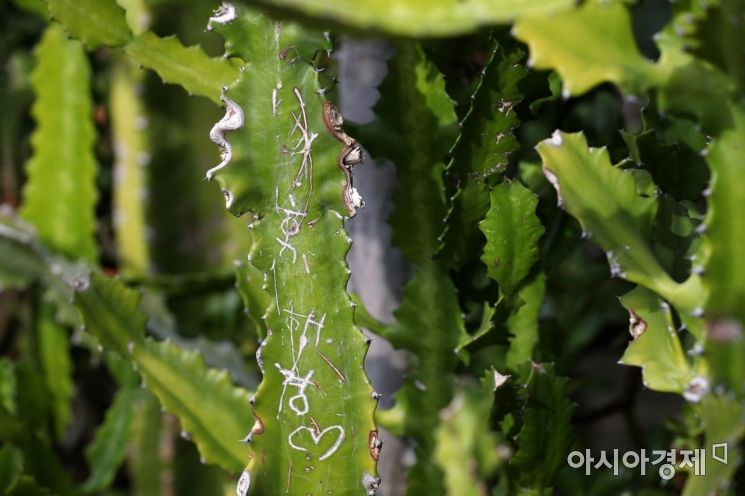 회복할 수 없을 정도로 심하게 상처입은 식물은 잎까지 잘라내야 한다. 하지만 모든 잎을 잘라낼 순 없는 탓에 식물들은 보기 싫은 낙서를 품고 살아가야 한다. /문호남 기자 munonam@