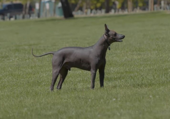 멸종한 토종견이 남긴 저주는?