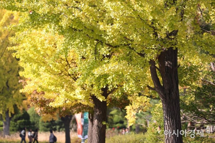 쾌청한 가을 날씨가 이어진 30일 서울 광진구 건국대학교에서 학생들이 단풍나무 아래 발걸음을 옮기고 있다. /사진=아시아경제DB