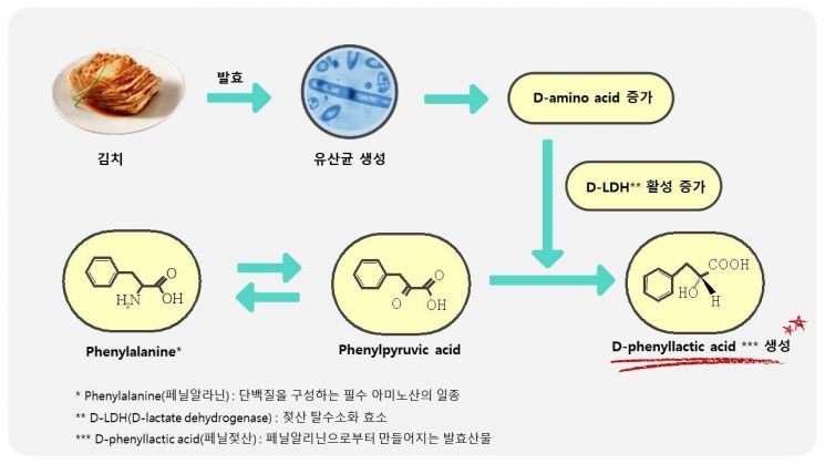 김치에서 항균 활성 우수한 '페닐젖산' 발견