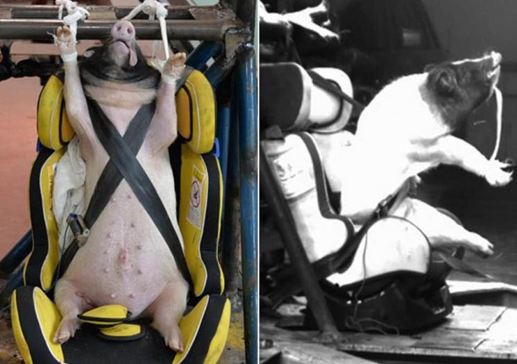 중국의 한 연구소에서 차량 충돌 실험에 살아있는 새끼 돼지를 동원해 동물학대 논란이 불거졌다/사진=영국 일간지 인디펜던트 화면 캡처